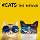 photo du film #cats_the_mewvie