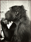 voir la fiche complète du film : Koko, le gorille qui parle