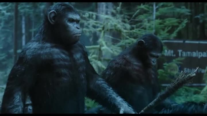 Un extrait du film  La Planète des singes : l affrontement