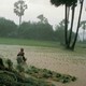 photo du film Les Gens de la rizière