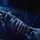 photo du film L'âge de glace 3 : le temps des dinosaures
