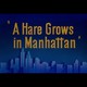 photo du film A Hare Grows in Manhattan
