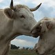photo du film Bovines ou la vraie vie des vaches