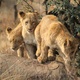 photo du film African Safari 3D