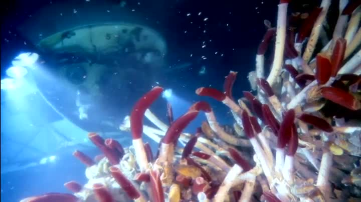 Un extrait du film  Deepsea Challenge 3D, l aventure d une vie