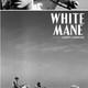 photo du film Crin Blanc