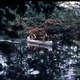 photo du film Délivrance