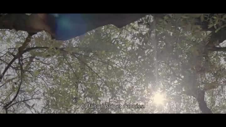 Extrait vidéo du film  L Olivier