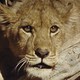 photo du film La Chasse au lion à l'arc