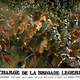 photo du film La Charge de la brigade légère