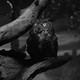 photo du film La Marque du vampire