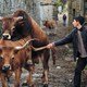 photo du film Volta à terra
