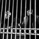 photo du film Un singe en hiver