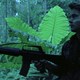 photo du film Apocalypse Now