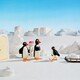 photo du film Pingu