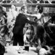 photo du film Blanches Colombes Et Vilains Messieurs
