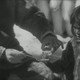 photo du film Nanouk l'Esquimau