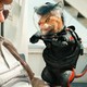 photo du film Comme chiens et chats : La revanche de Kitty Galore (3D)