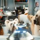 photo du film Comme chiens et chats : La revanche de Kitty Galore (3D)