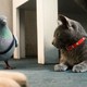 photo du film Comme chiens et chats : La revanche de Kitty Galore (3D)