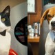 photo du film Comme chiens et chats : La revanche de Kitty Galore (3D)