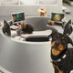 photo du film Comme chiens et chats : La revanche de Kitty Galore (3D)