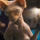 photo du film Comme chiens et chats : La revanche de Kitty Galore (3D)