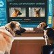 photo du film Comme chiens et chats : La revanche de Kitty Galore (3D)