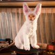 photo du film Comme chiens et chats : La revanche de Kitty Galore (3D)