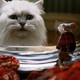 photo du film Stuart Little