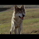 photo du film Danse avec les loups