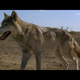 photo du film Danse avec les loups