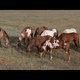photo du film Danse avec les loups