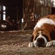 photo du film Cujo