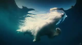 Extrait vidéo du film  Arctique