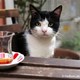 photo du film Kedi, des chats et des hommes