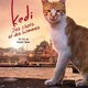 photo du film Kedi, des chats et des hommes