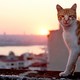 photo du film Kedi, des chats et des hommes