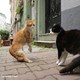 photo du film Kedi, des chats et des hommes