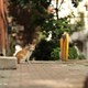 photo du film Kedi, des chats et des hommes