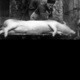 photo du film Le Cochon