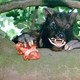 photo du film La Bête