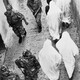 photo du film La Bataille d'Alger