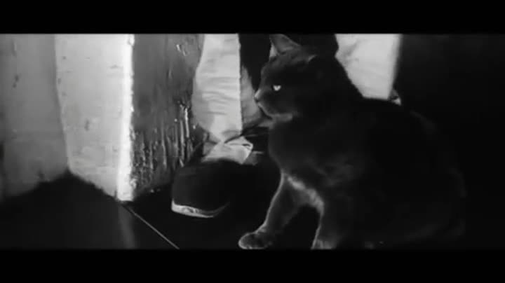 Extrait vidéo du film  Les Félins