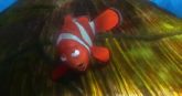 Un extrait du film  Le Monde de Nemo