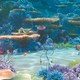 photo du film Le Monde de Nemo
