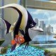 photo du film Le Monde de Nemo