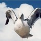 photo du film Jonathan Livingston le goeland