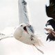 photo du film Jonathan Livingston le goeland