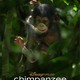 photo du film Chimpanzés